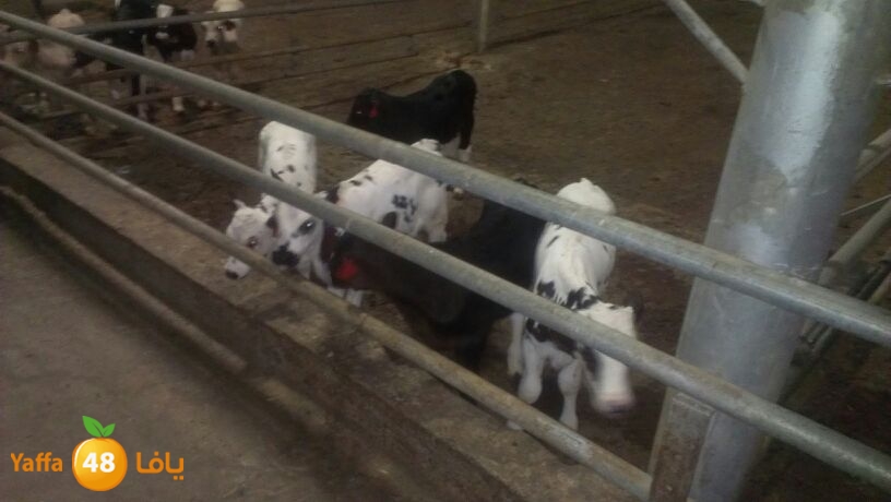 ada7y ready 110 (4).jpg